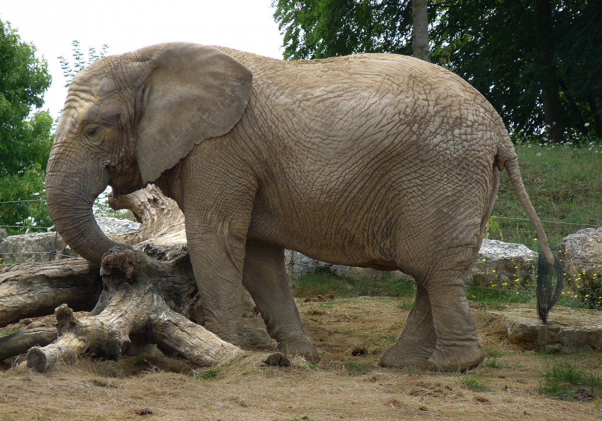 ФОТО: Слоны и мамонты 1