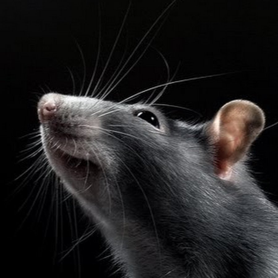 ФОТО: Черная крыса 8