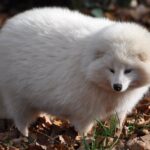 ФОТО: Енотовидная собака альбинос 2