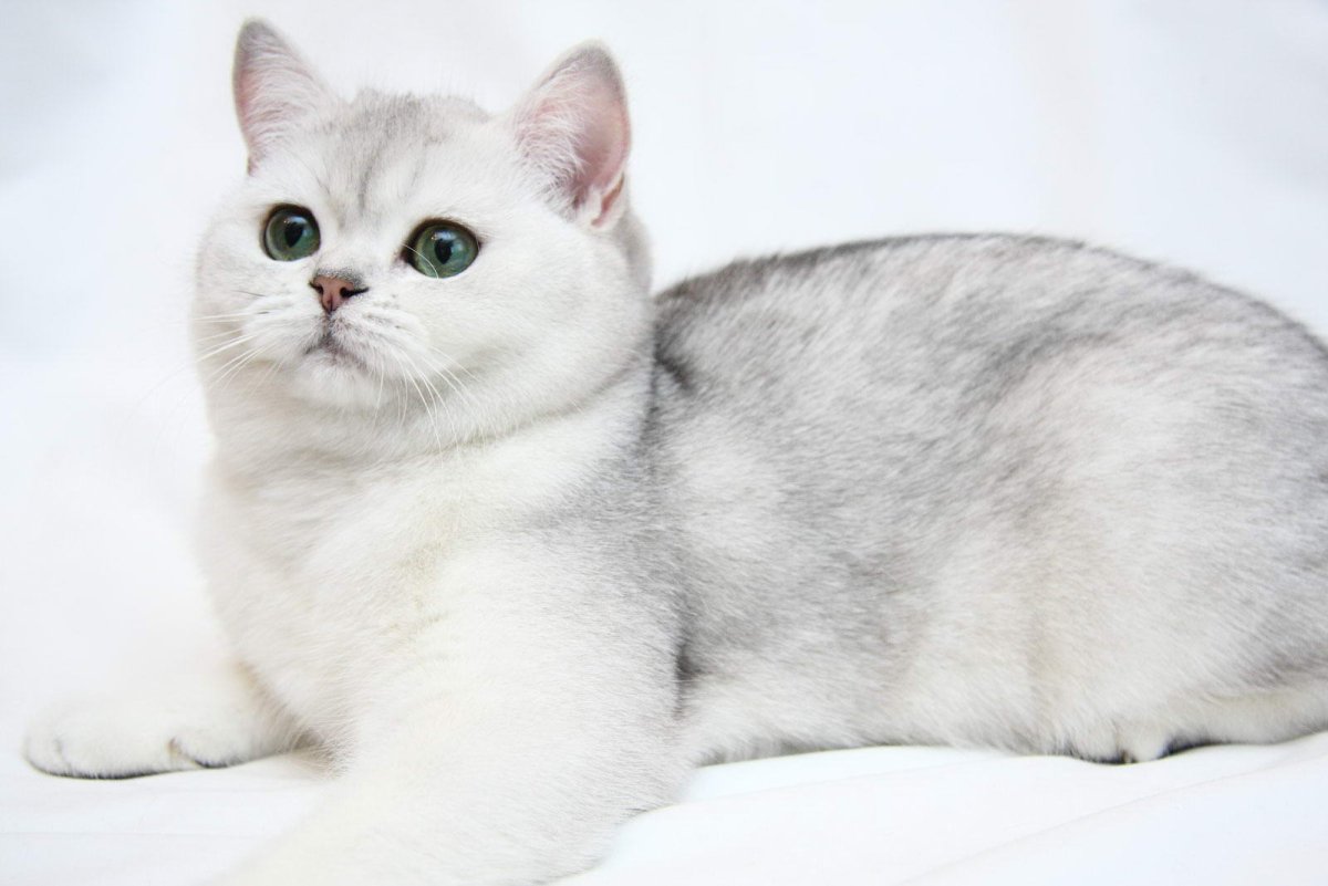 ФОТО: Шиншилла британская кошка 3