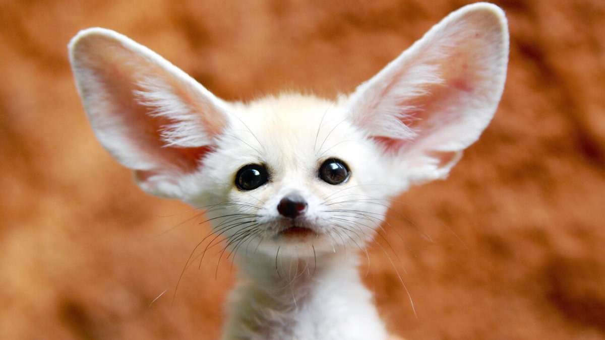 ФОТО: Лиса с большими ушами 9