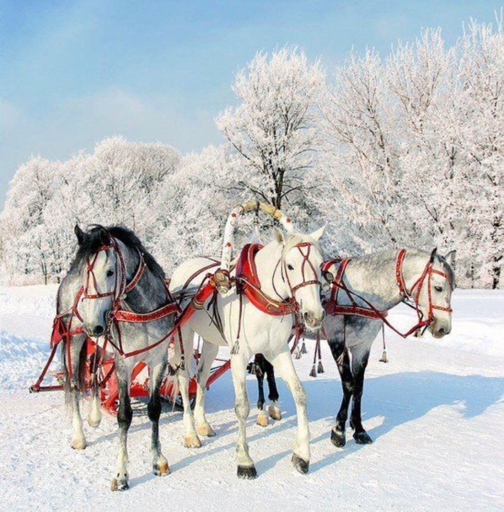 ФОТО: Три белых коня 3