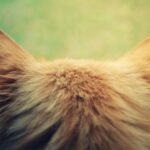 Кошачьи уши - подборка фоток 23 Алина Ланина