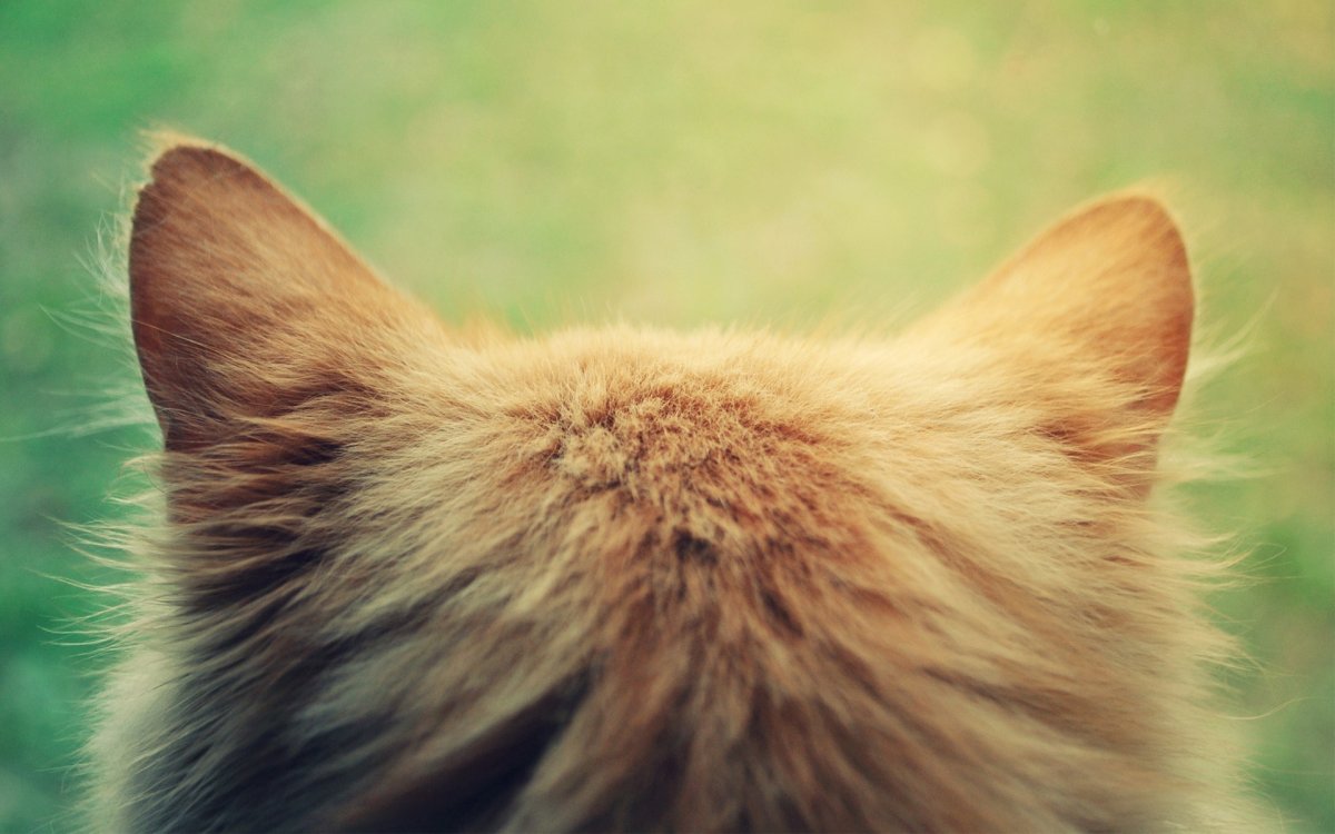 ФОТО: Кошачьи уши 1
