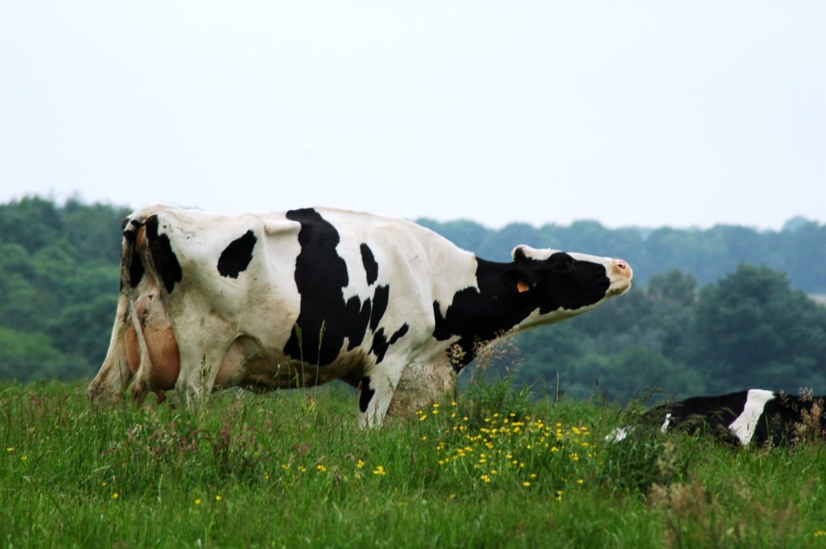 ФОТО: Стельная корова 6