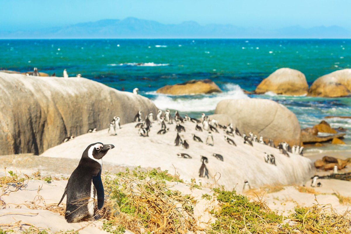 ФОТО: Пингвины в Африке 8