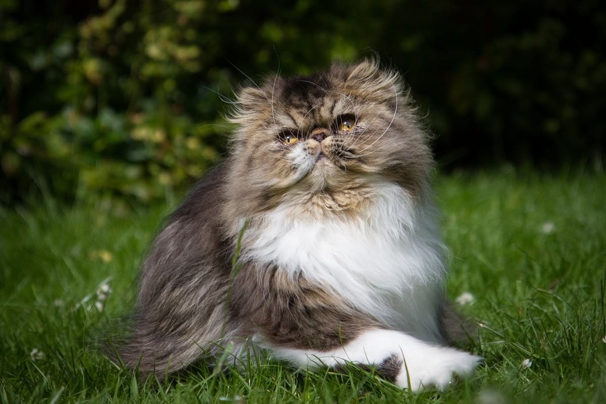 ФОТО: Персидская кошка 10
