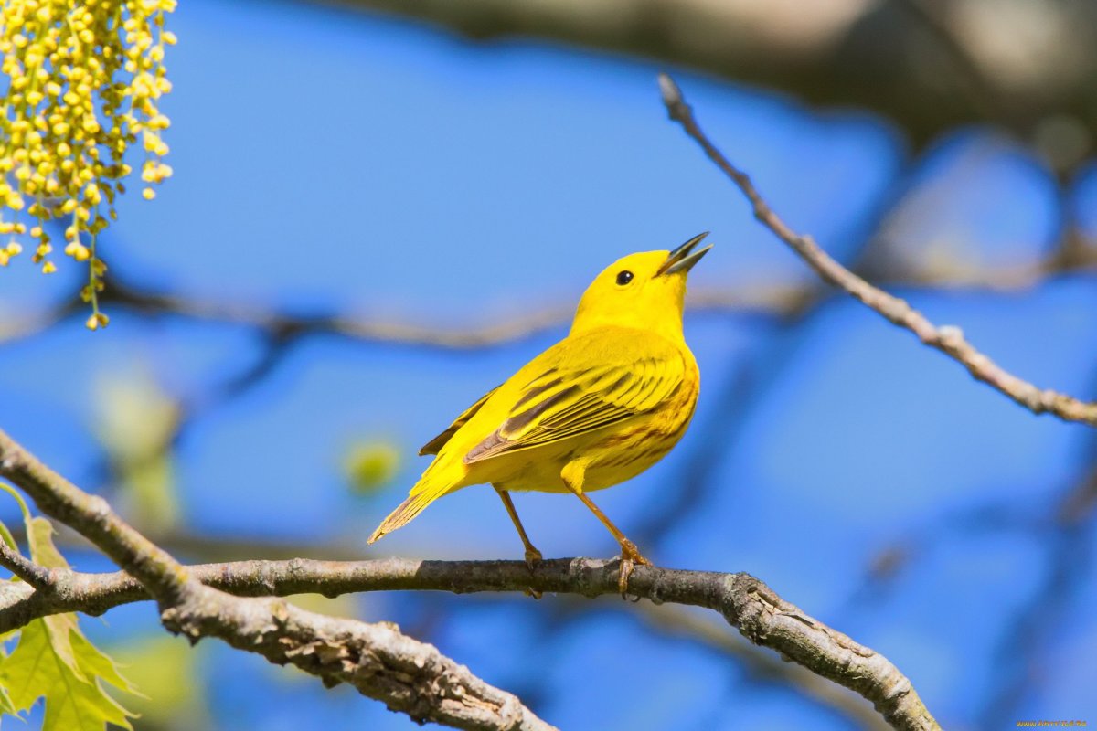 ФОТО: Желтая птичка 9