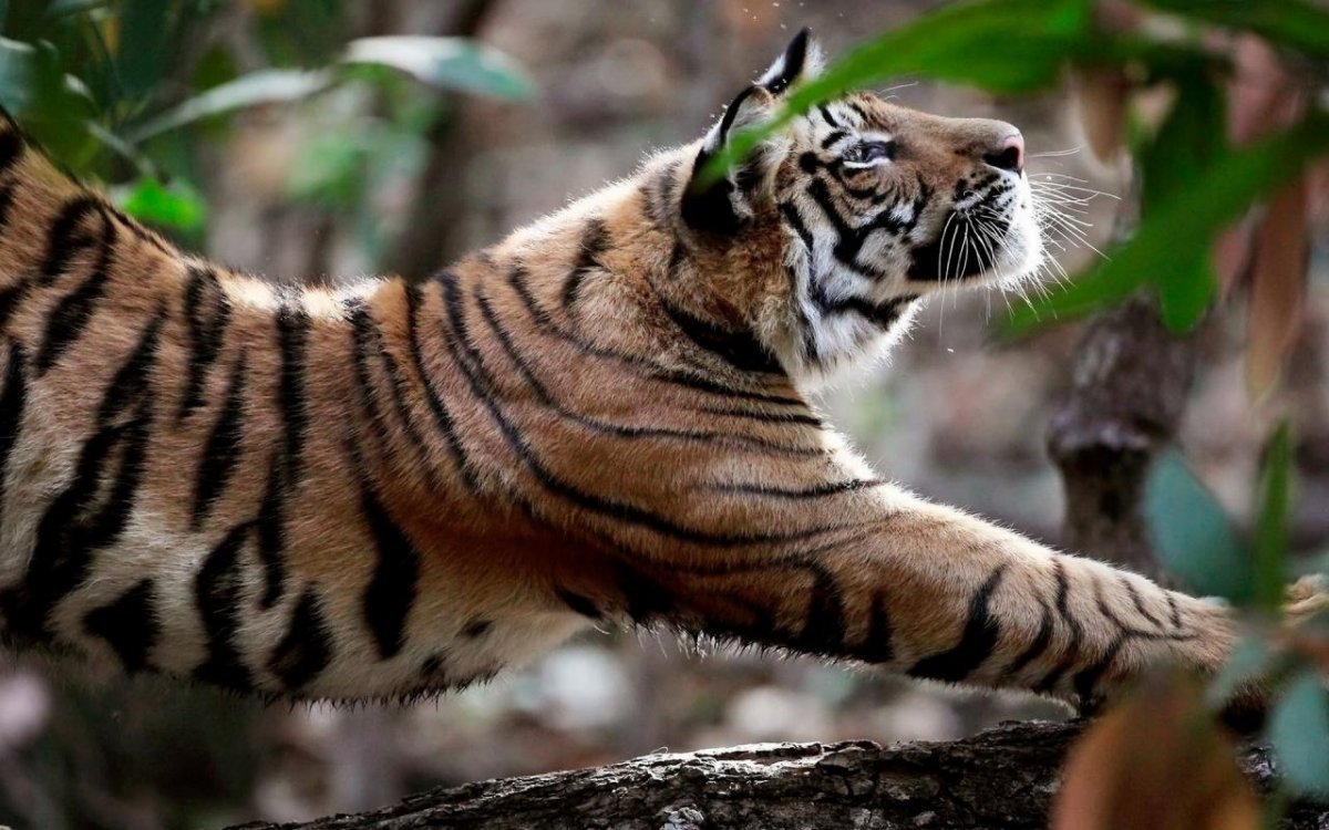 ФОТО: Муравьиный тигр 7