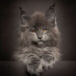 Мейкун кошка - картинки 24 Джун Амаки