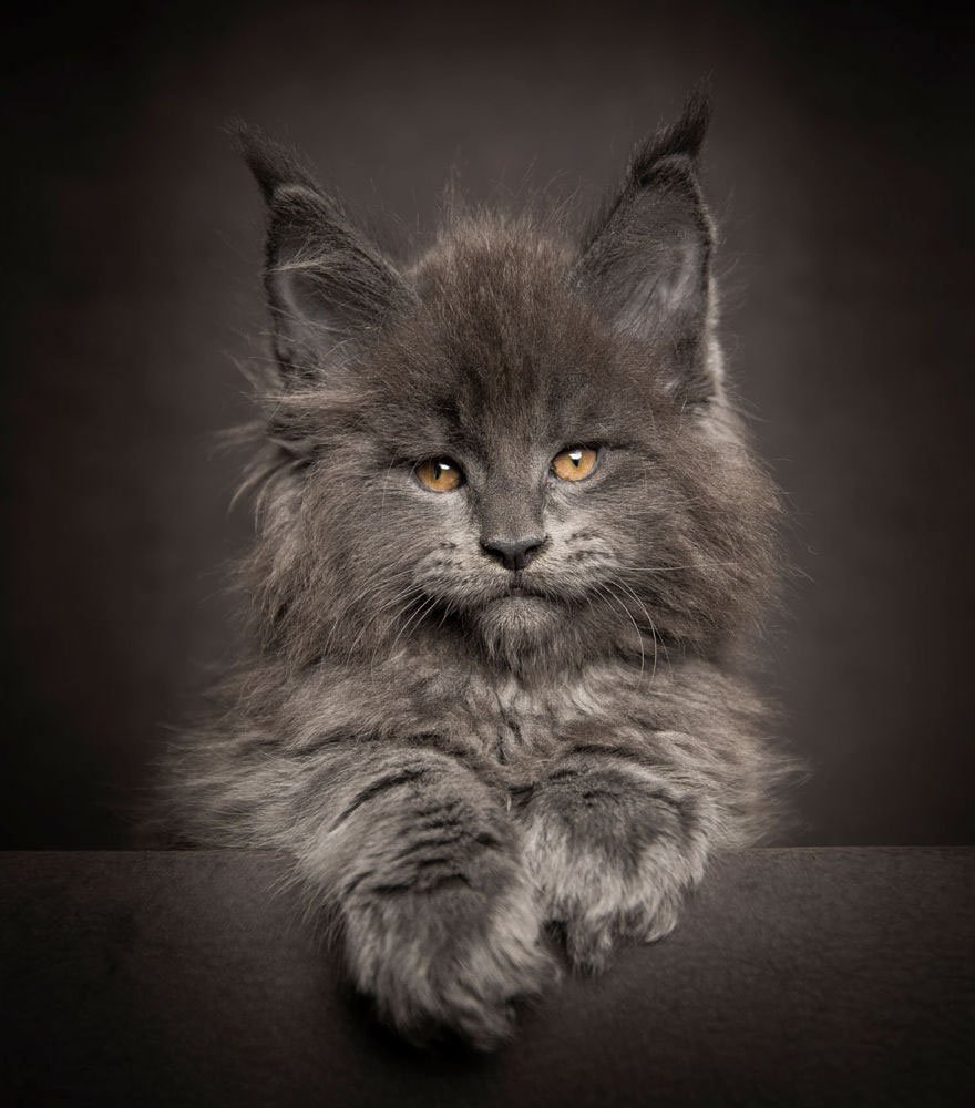 ФОТО: Мейкун кошка 1
