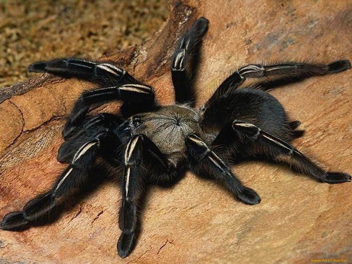 ФОТО: Самый большой паук в мире 6