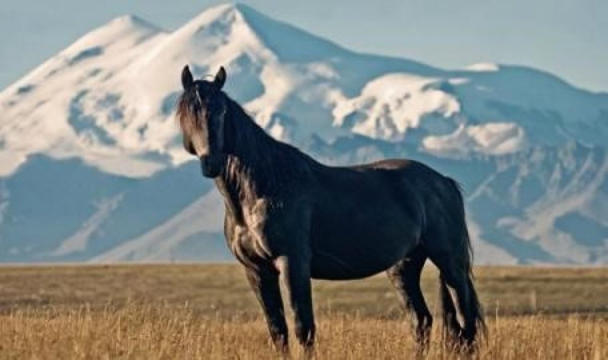 ФОТО: Карачаевская лошадь 5
