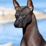 ФОТО: Черная лысая собака 16 тату