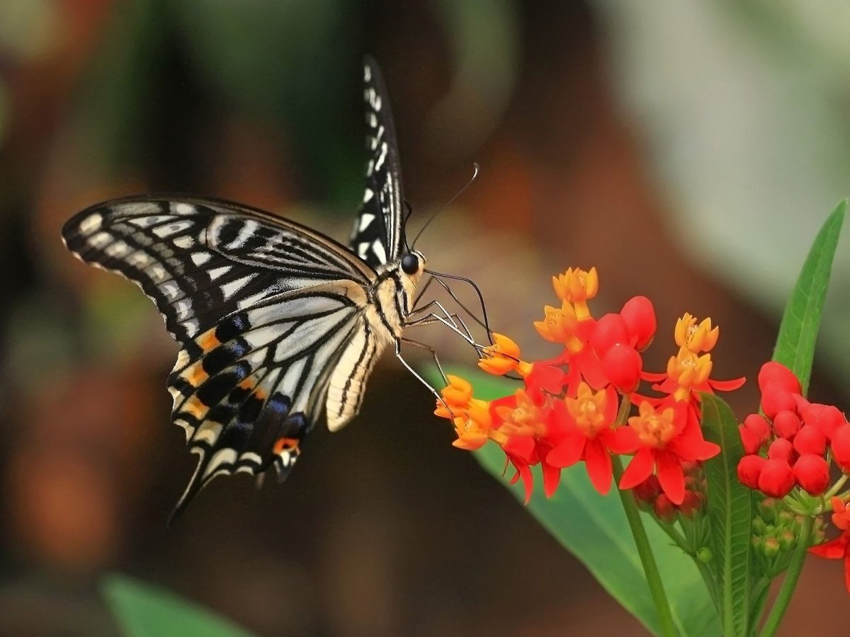 ФОТО: Живые бабочки 8