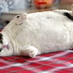 Толстые коты - милый фото котиков 27