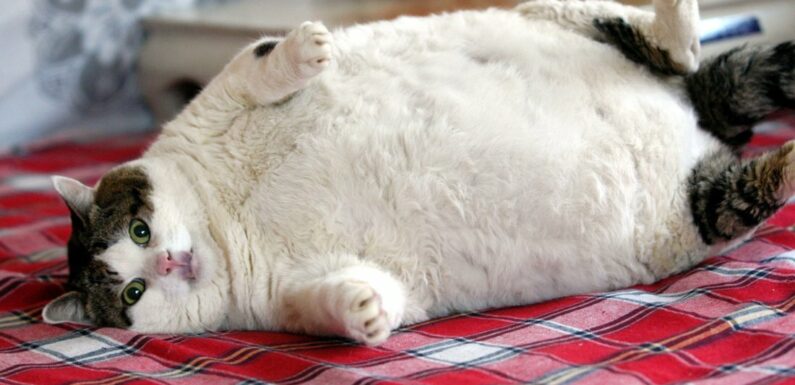 ФОТО: Толстые коты
