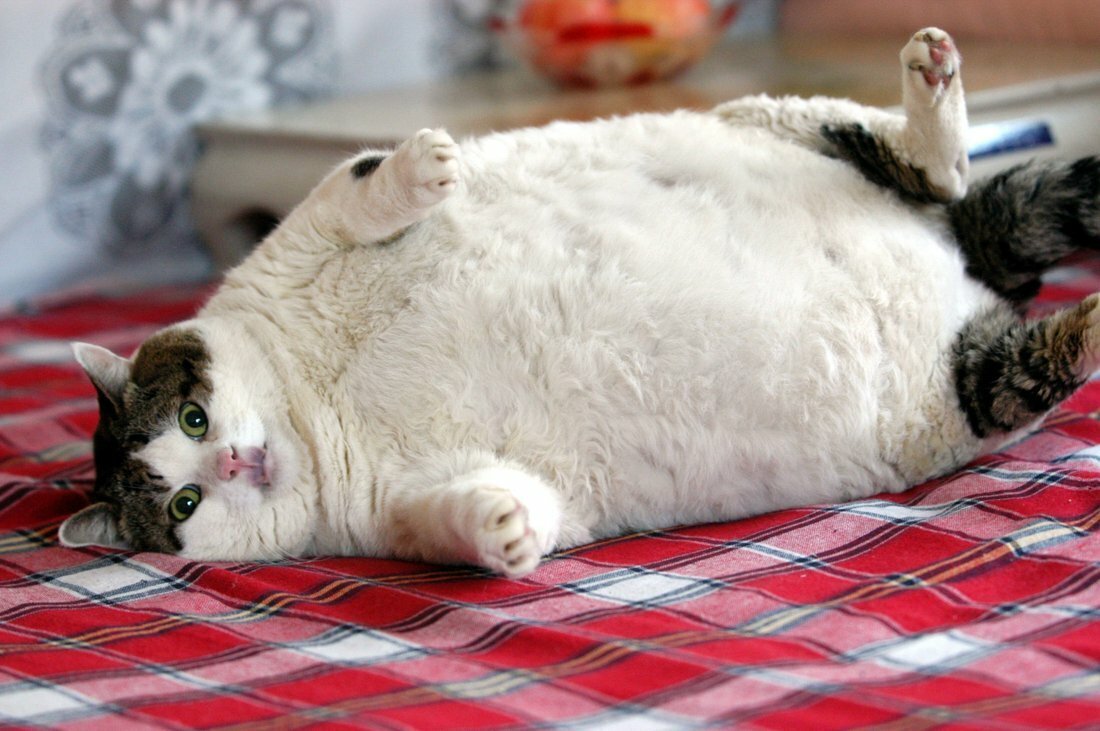 ФОТО: Толстые коты 1