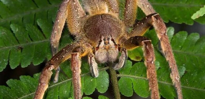 ФОТО: Самый опасный паук в мире
