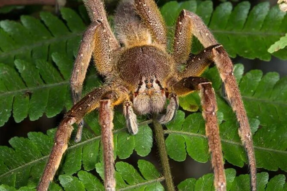 ФОТО: Самый опасный паук в мире 1
