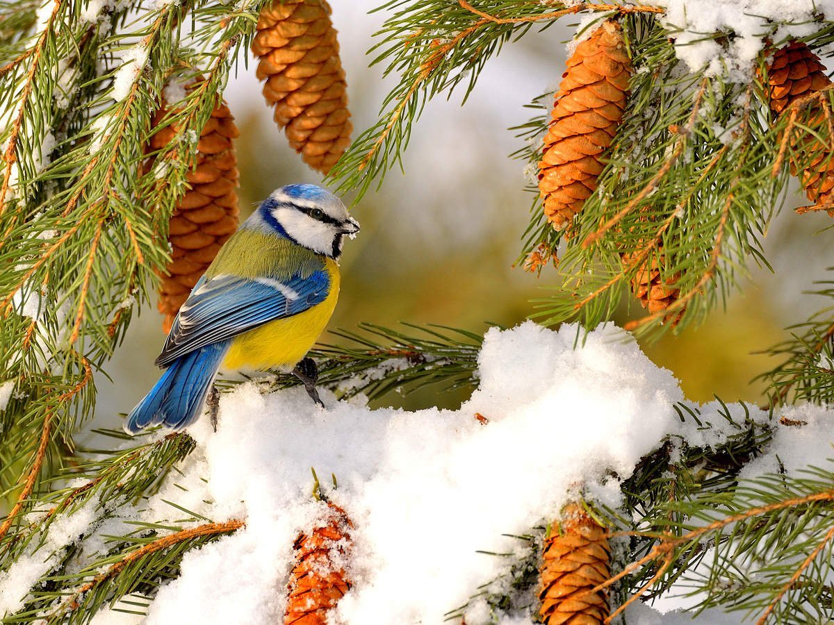 ФОТО: Зимующие птицы 2