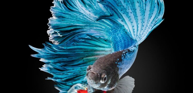 ФОТО: Рыбка петушок