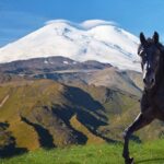 ФОТО: Кабардинская порода лошадей 25 Ксения Бородина