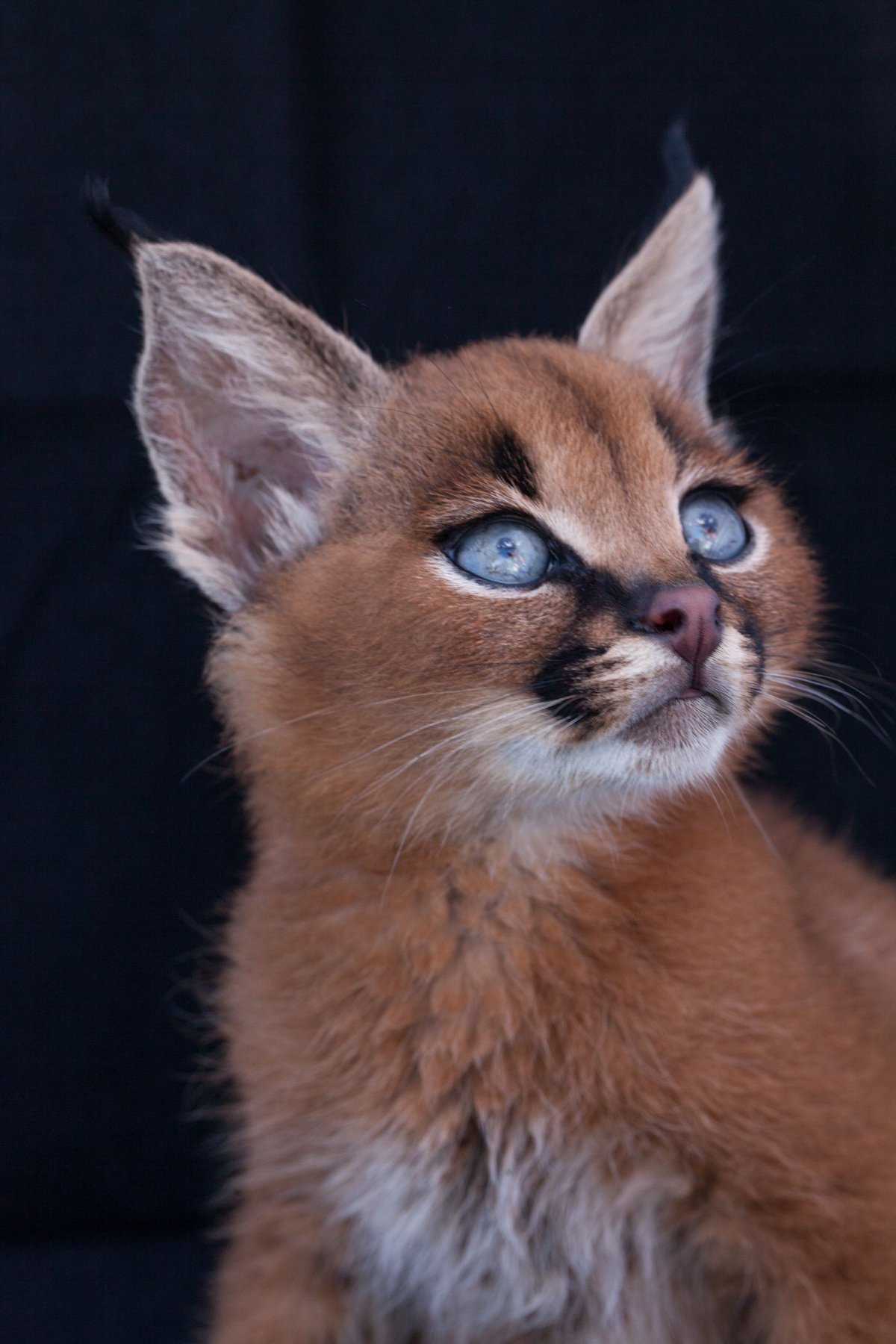 ФОТО: Порода кошек с кисточками на ушах 9