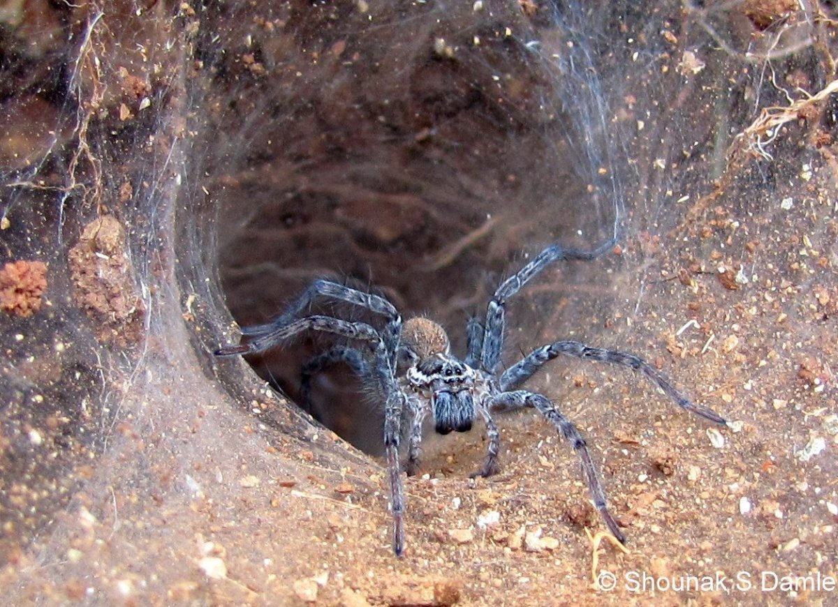 ФОТО: Сиднейский воронковый паук 10