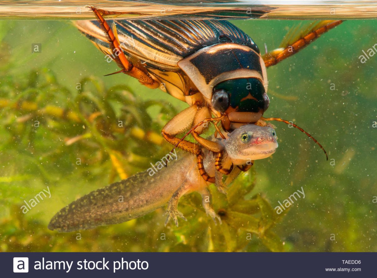 ФОТО: Личинка жука плавунца 10