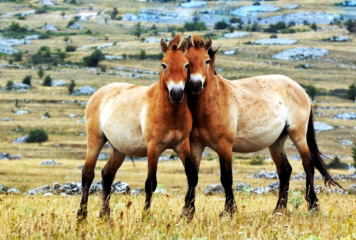 ФОТО: Лошадь Пржевальского 9