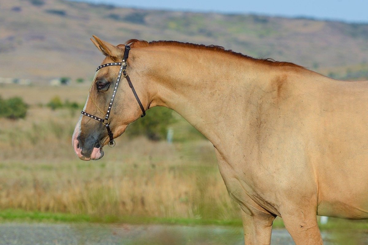 ФОТО: Каурая лошадь 9