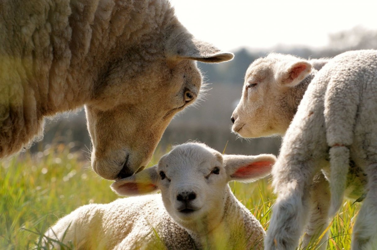 ФОТО: Белтекс овцы 8