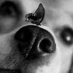Собака с бабочкой на носу (ФОТО) 18 планшеты