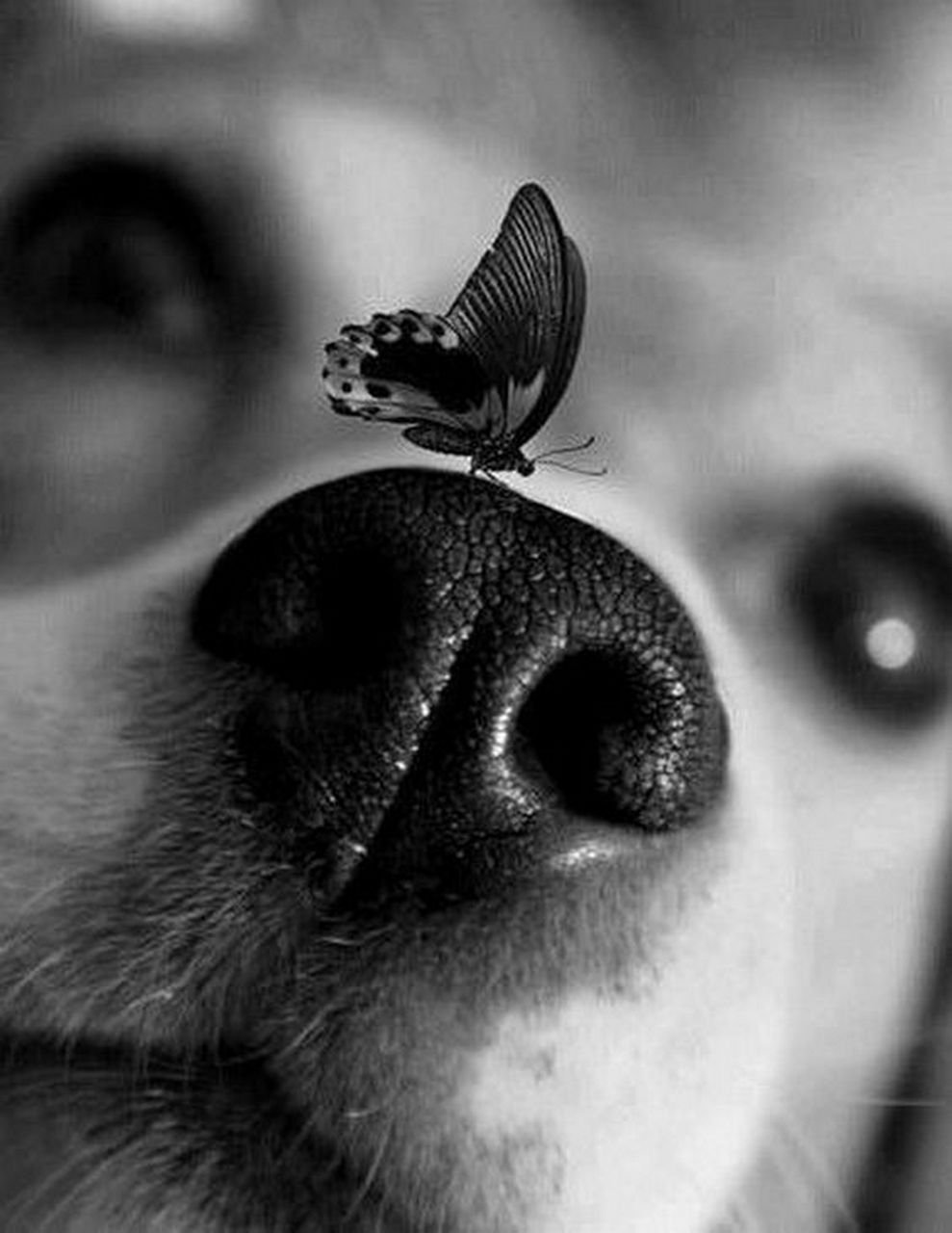 Собака с бабочкой на носу (ФОТО) 1