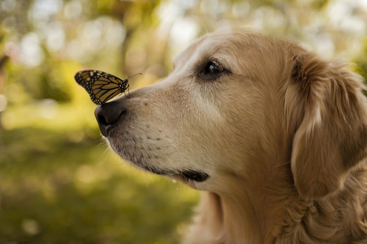 Собака с бабочкой на носу (ФОТО) 10