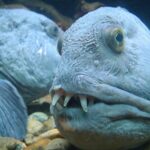Рыба зубатка - фотографии морские 10 тату