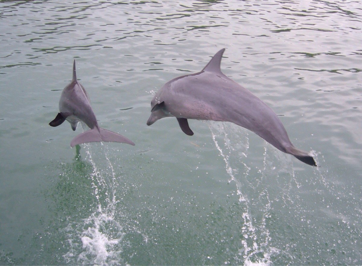 ФОТО: Сусук Дельфин 3