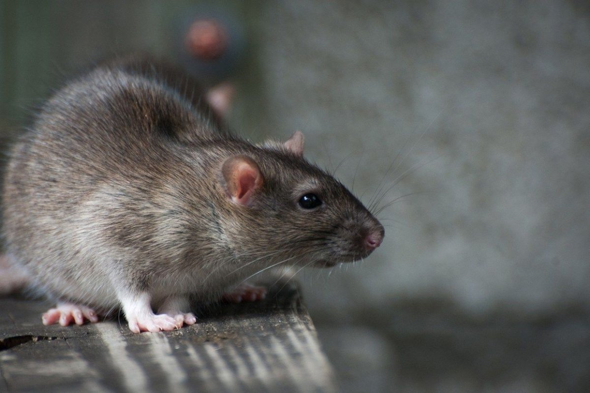 ФОТО: Серая крыса 2