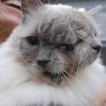ФОТО: Самая Старая кошка в мире 19 Хорошие фильмы со смыслом