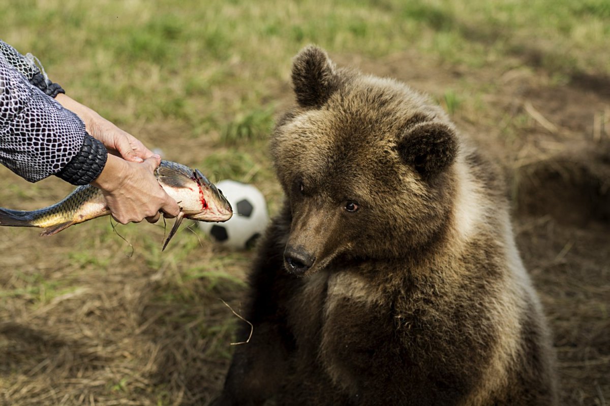 ФОТО: Медведь Мансур 9