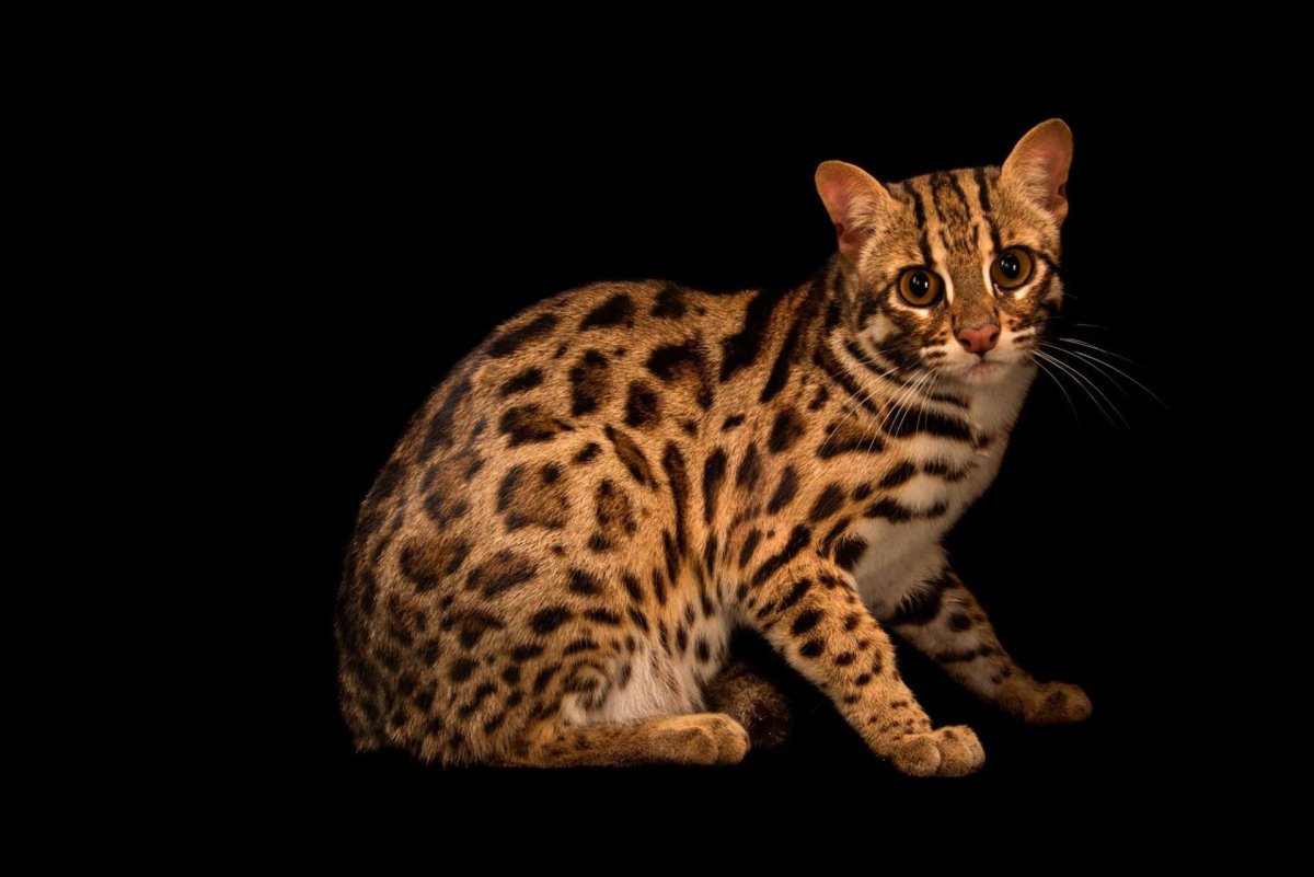 ФОТО: Кошка леопардового окраса 7