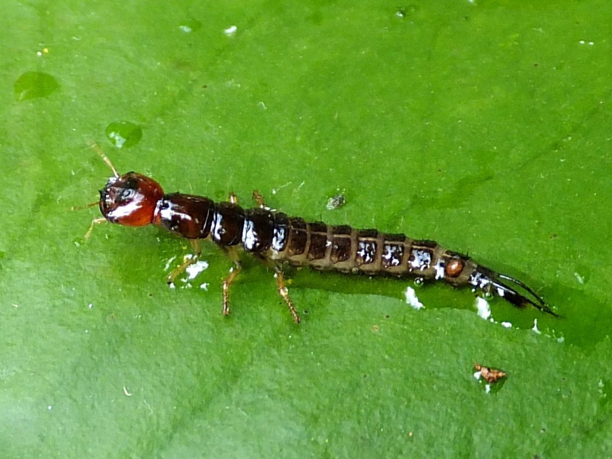 ФОТО: Личинка жука плавунца 5