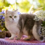 Британські кошенята - красиві фото 36 листівки.