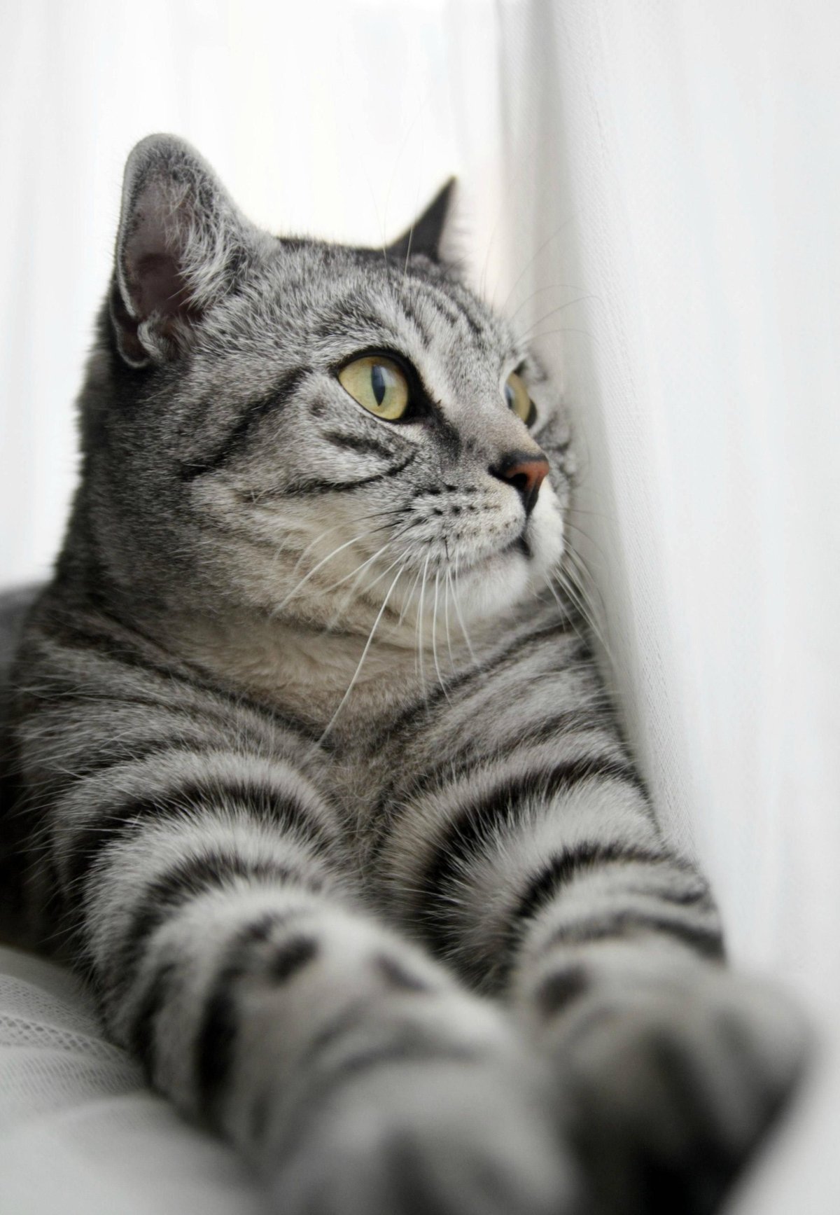 ФОТО: Американская короткошерстная кошка 8