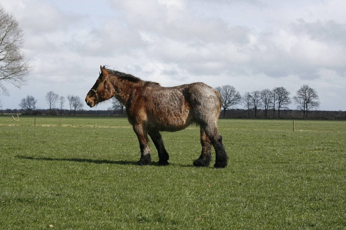 ФОТО: Голландская Ломовая лошадь 5