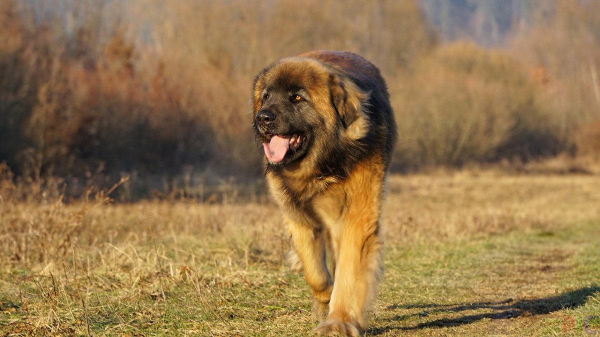 ФОТО: Огромные собаки 7
