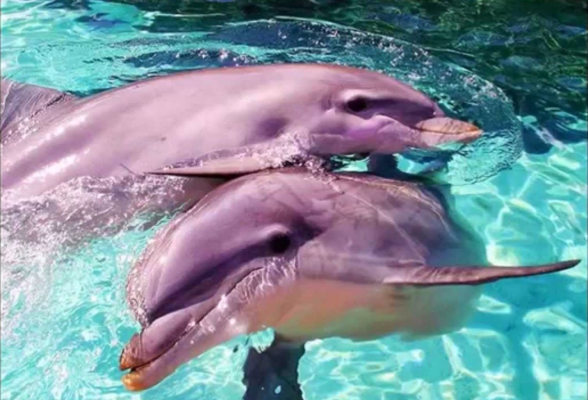 ФОТО: Розовые дельфины 2