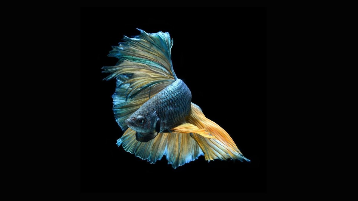 ФОТО: Рыбка петушок 7