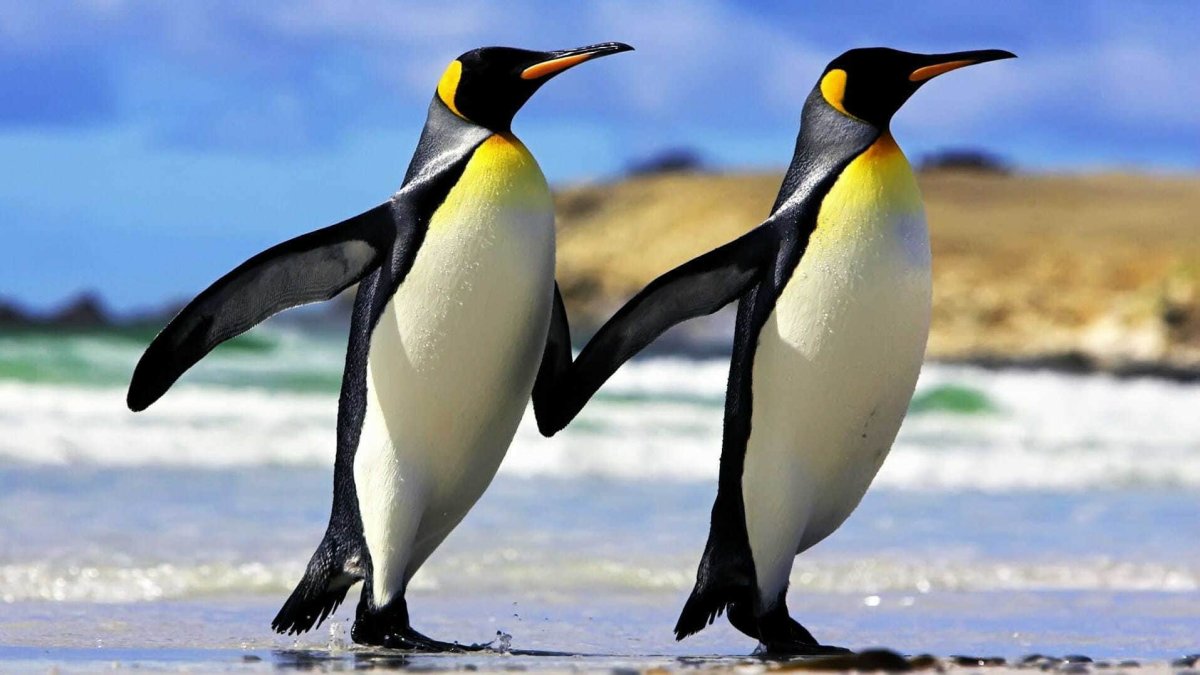 ФОТО: Пингвин 3